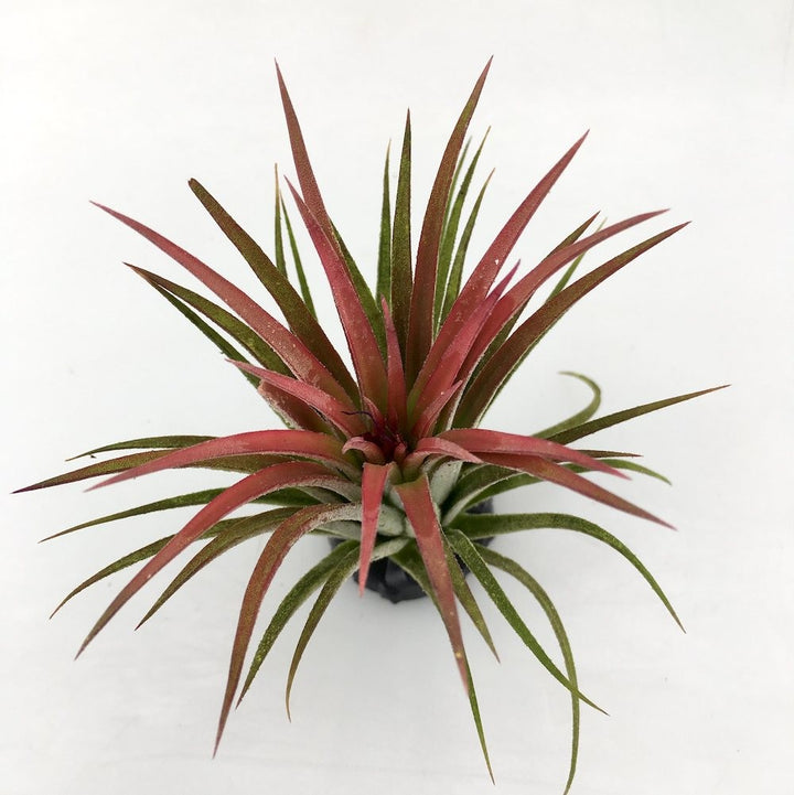 Tillandsia rosie, Ionantha red disponibila in magazin online la pret special!