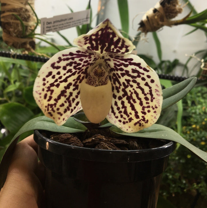 Orhidee Paphiopedilum Godefroyae