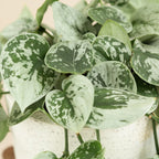 Scindapsus pictus ‘Silvery Ann’ – planta decorativa cu frunzis argintiu si usor de intretinut