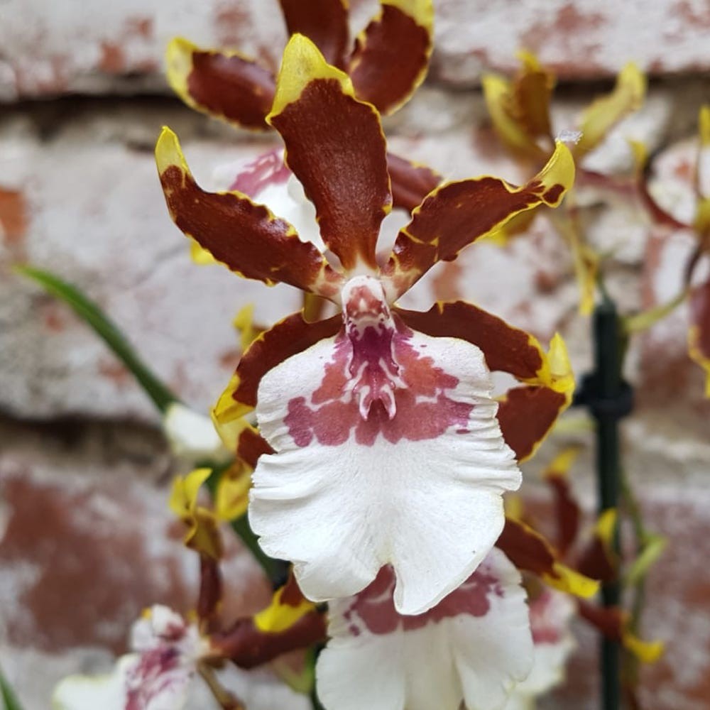 Orhidee Colmanara Jungle Monarch usor parfumat