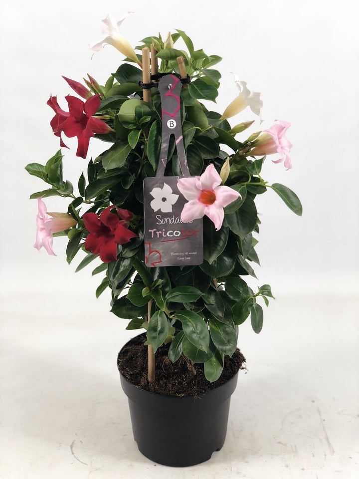 Mandevilla Tricolor - Dipladenia (3 culori pe ghiveci)