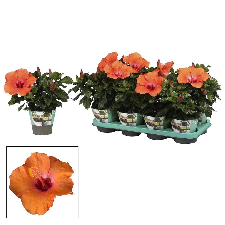 Hibiscus rosa-sinensis Circus