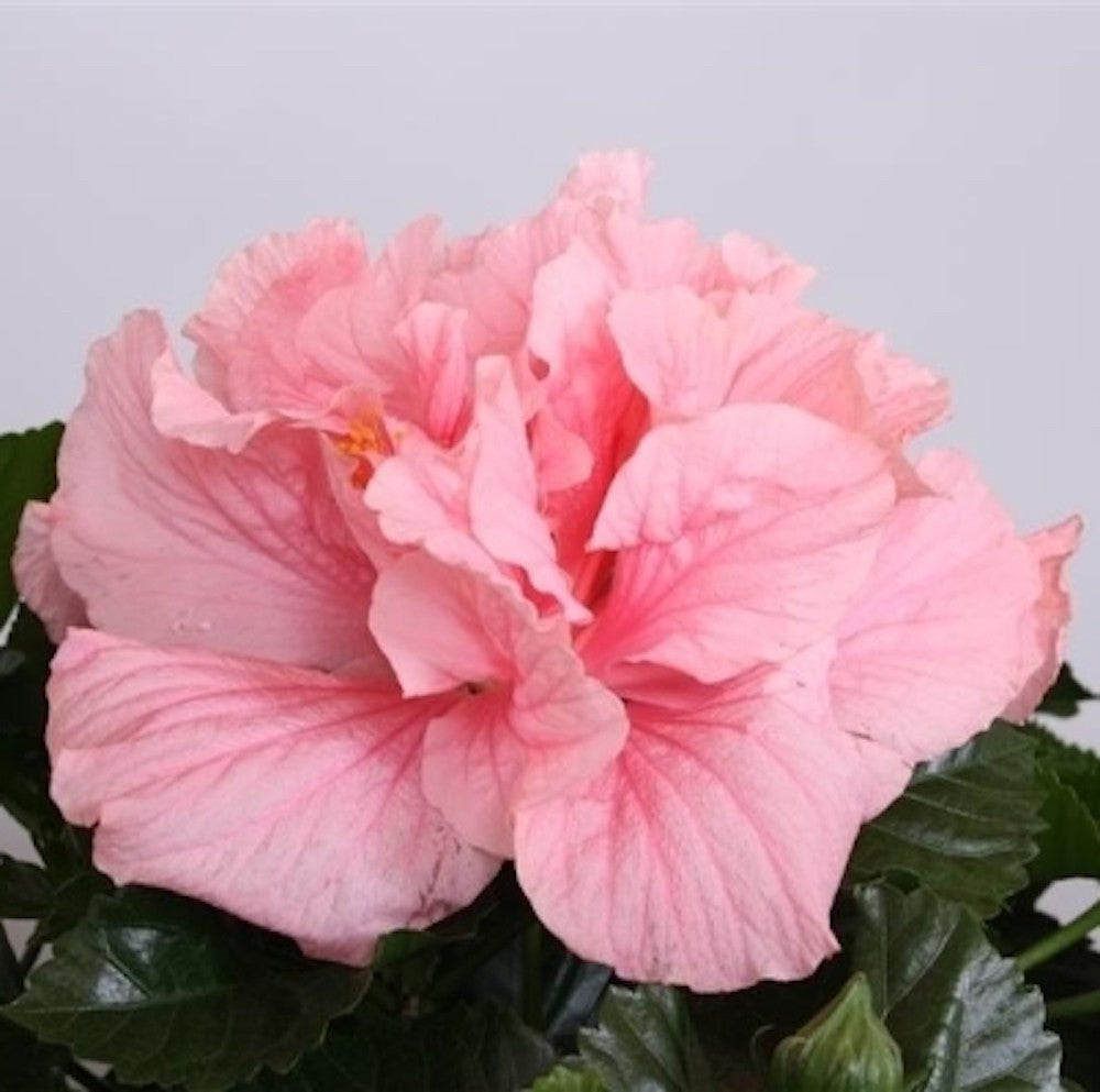 Comanda Trandafir japonez roz cu floarea batuta cel mai bun pret!