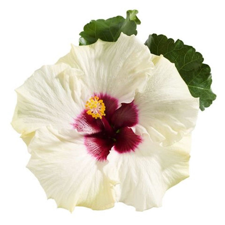 Hibiscus Boreas White - trandafir japonez alb