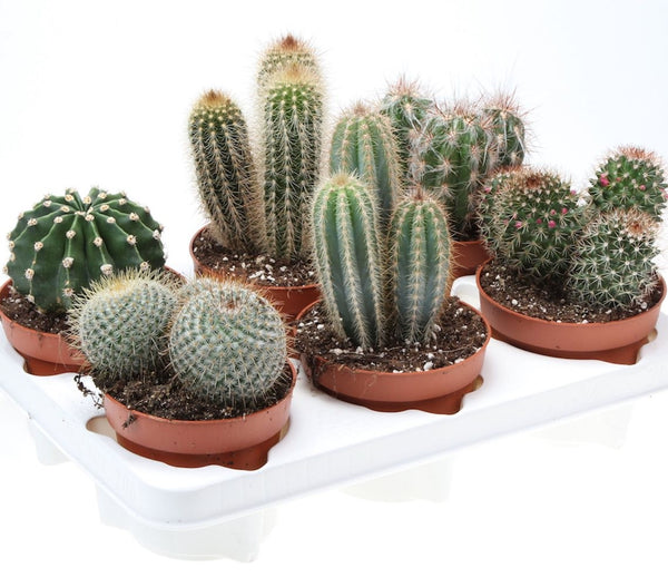 Specii cactusi apartament de vanzare, cele mai bune preturi online!