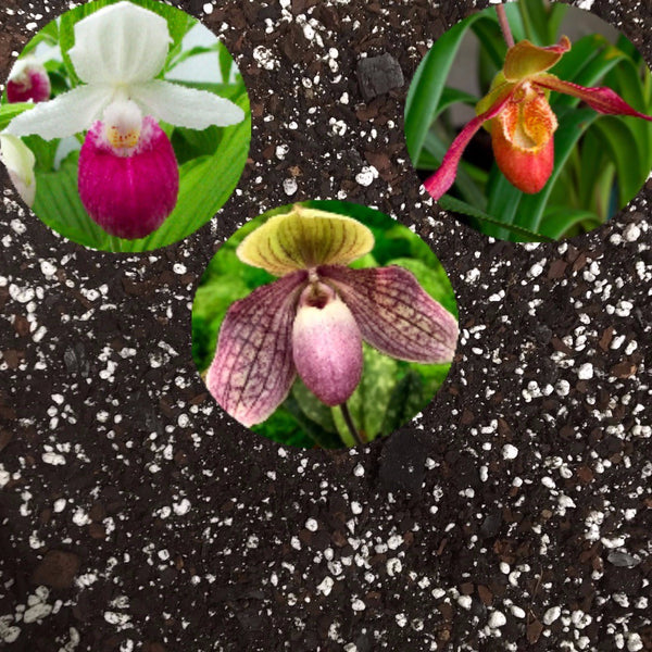 Substrat orhidee Paphiopedilum, Phragmipedium si Cypripedium, pamant premium orhidee