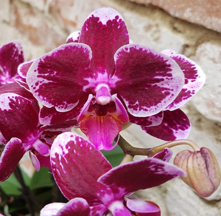 Orhidee Phalaenopsis multiflora Broken Heart