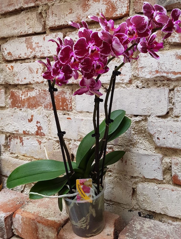 Orhidee Phalaenopsis multiflora Broken Heart