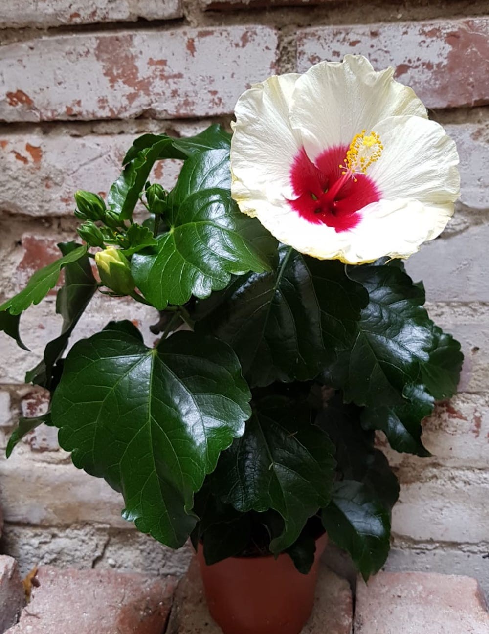 Hibiscus Boreas White - trandafir japonez alb
