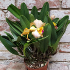 Cumpara online Orhidee Sophrolaeliocattleya (Cattleya) Munekasu's Girl Splash la cel mai bun pret cu livrare rapida!