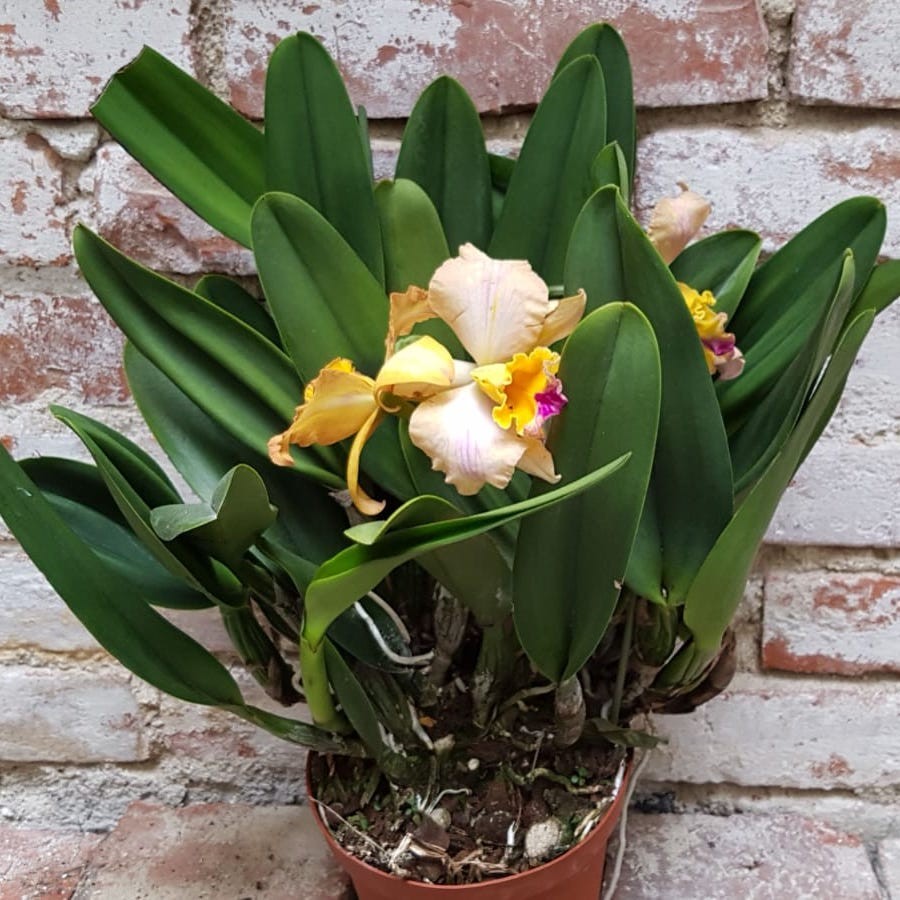 Cumpara online Orhidee Sophrolaeliocattleya (Cattleya) Munekasu's Girl Splash la cel mai bun pret cu livrare rapida!