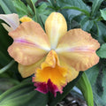 Cumpara online Orhidee Sophrolaeliocattleya (Cattleya) Munekasu's Girl Splash la cel mai bun pret cu livrare rapida!