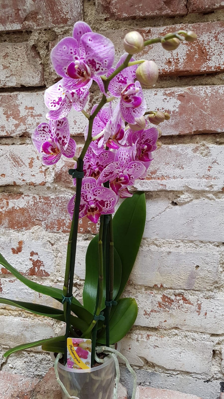 Orhidee Phalaenopsis OX Happy Girl