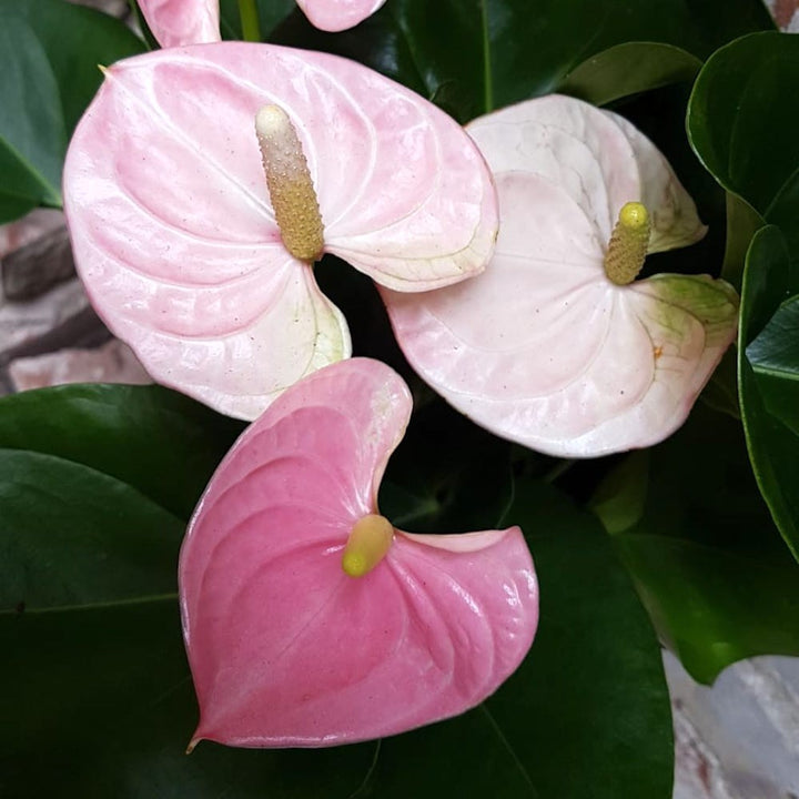 Anthurium Jambo Sweet - "Non-stop flowering", la cel mai bun pret, cu livrare rapida!