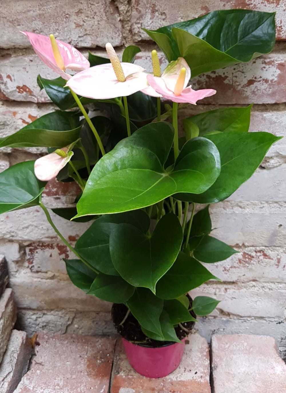 Anthurium Jambo Sweet - "Non-stop flowering", la cel mai bun pret, cu livrare rapida!