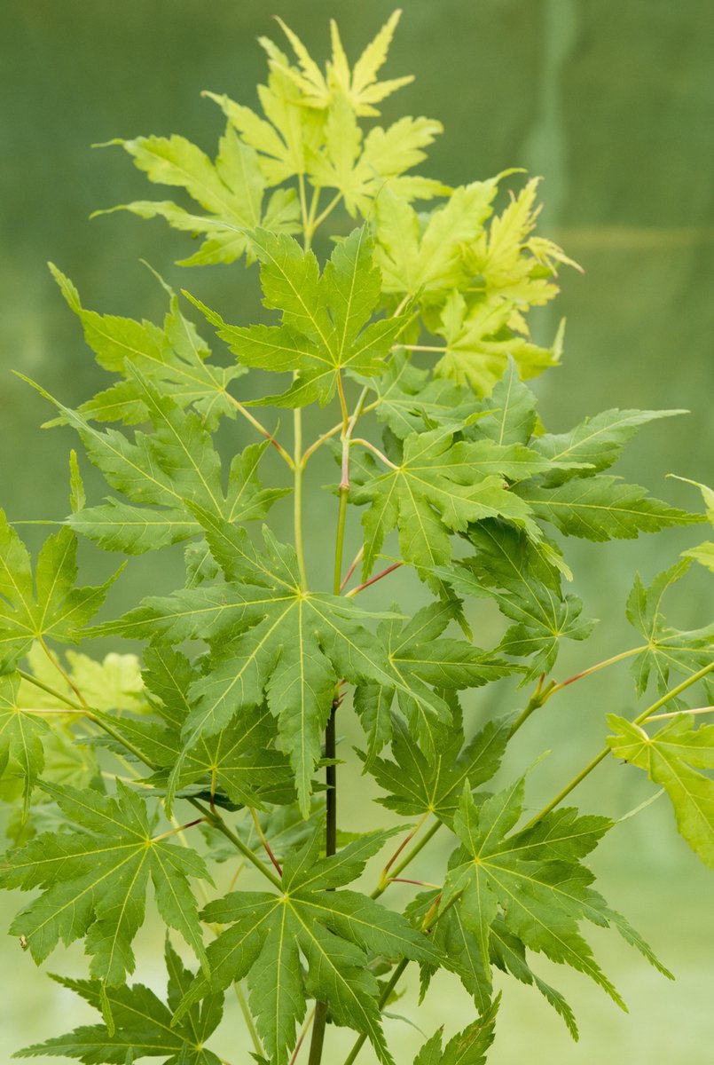 Acer palmatum 'Green Globe'