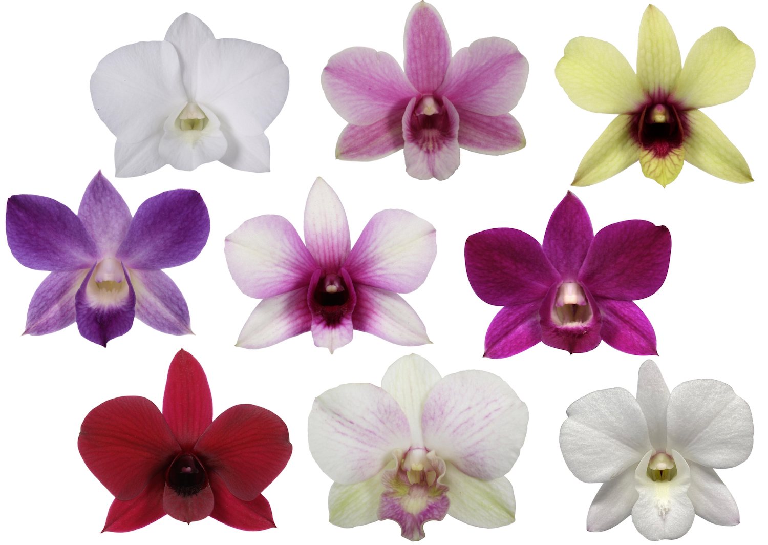 Dendrobium Phalaenopsis mix