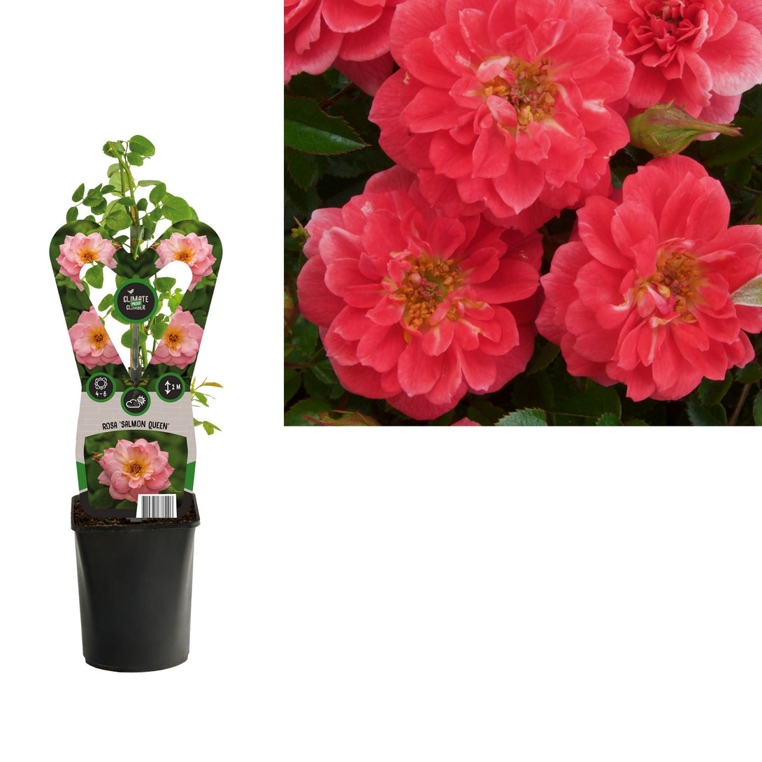 Rosa 'Salmon Queen'® - Trandafir floribunda, catarator, parfumat ...