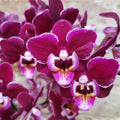 Orhidee Phalaenopsis rosie - Cranberry Cha Cha, la pret imbatabil, cu livrare!