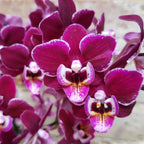 Orhidee Phalaenopsis rosie - Cranberry Cha Cha, la pret imbatabil, cu livrare!