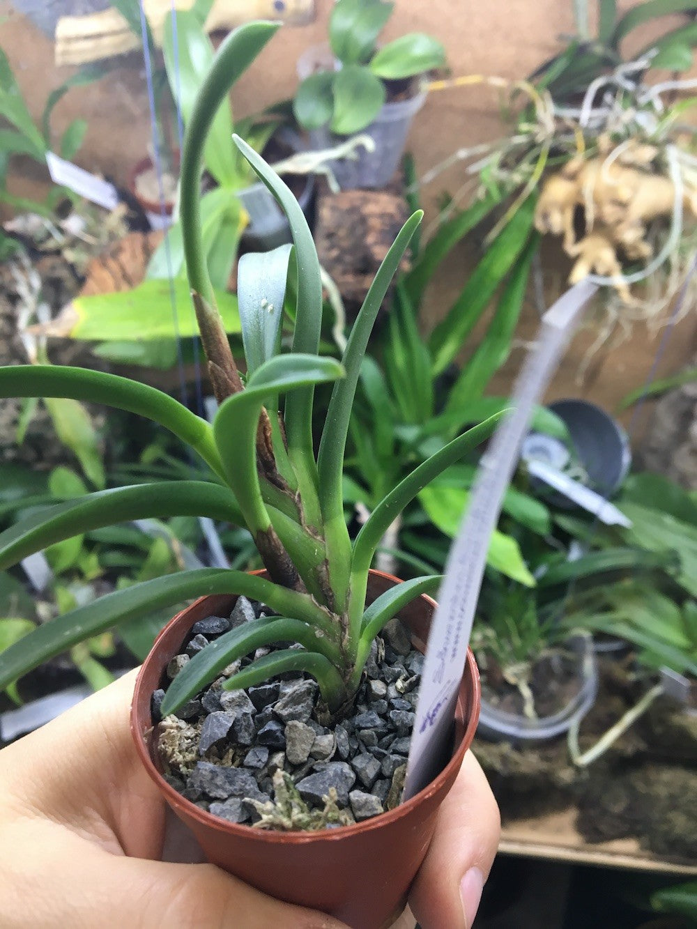 Orhidee Ceratostylis rubra (Ceratostylis retisquama)