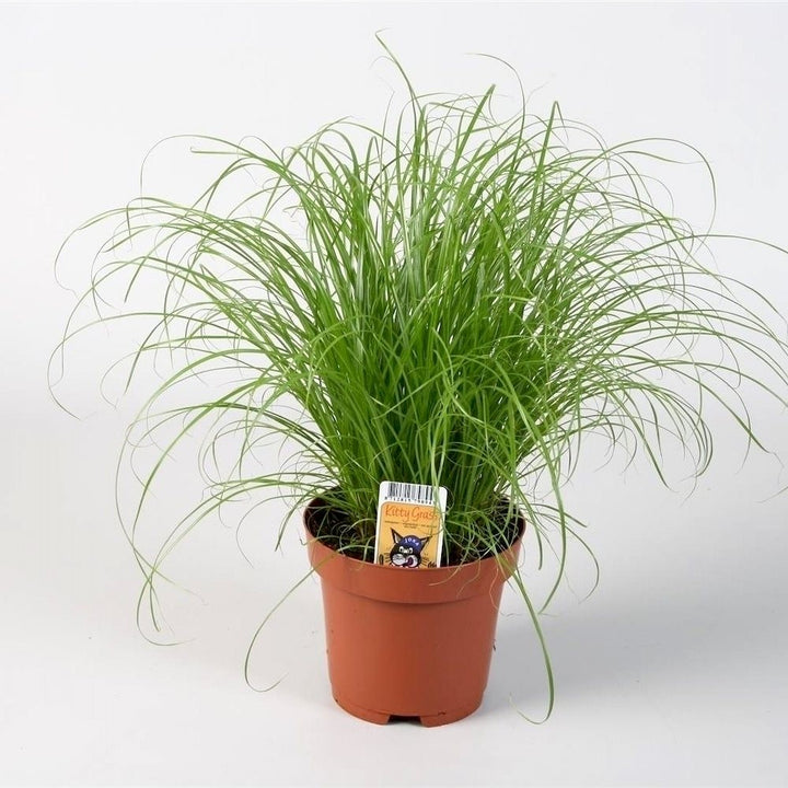 Cyperus alternifolius 'Zumula' - iarba pisicii, disponibila la pret atractiv!