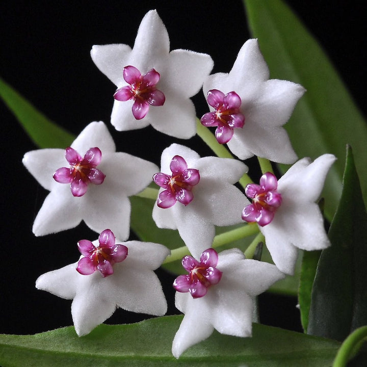 Hoya bella