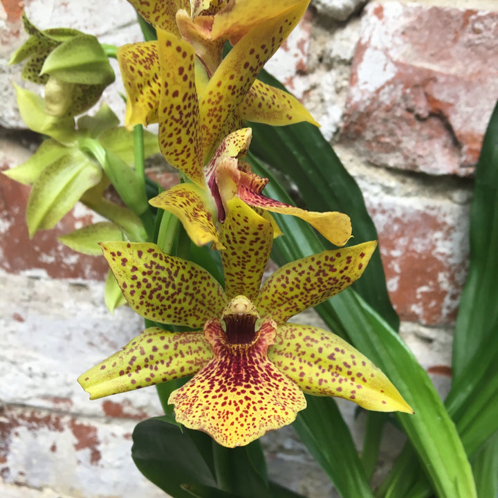 Orhidee Zygopetalum - Propetalum Golden Bay parfumata, disponibil la un pret atractiv!