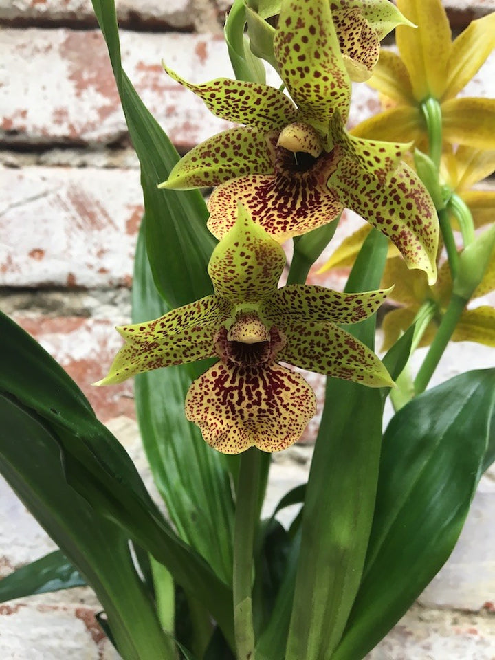 Orhidee Zygopetalum - Propetalum Golden Bay parfumata, disponibil la un pret atractiv!