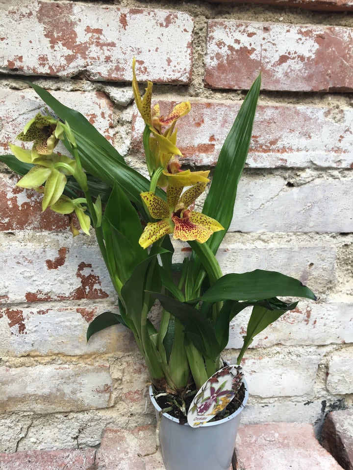 Orhidee Zygopetalum - Propetalum Golden Bay parfumata, disponibil la un pret atractiv!