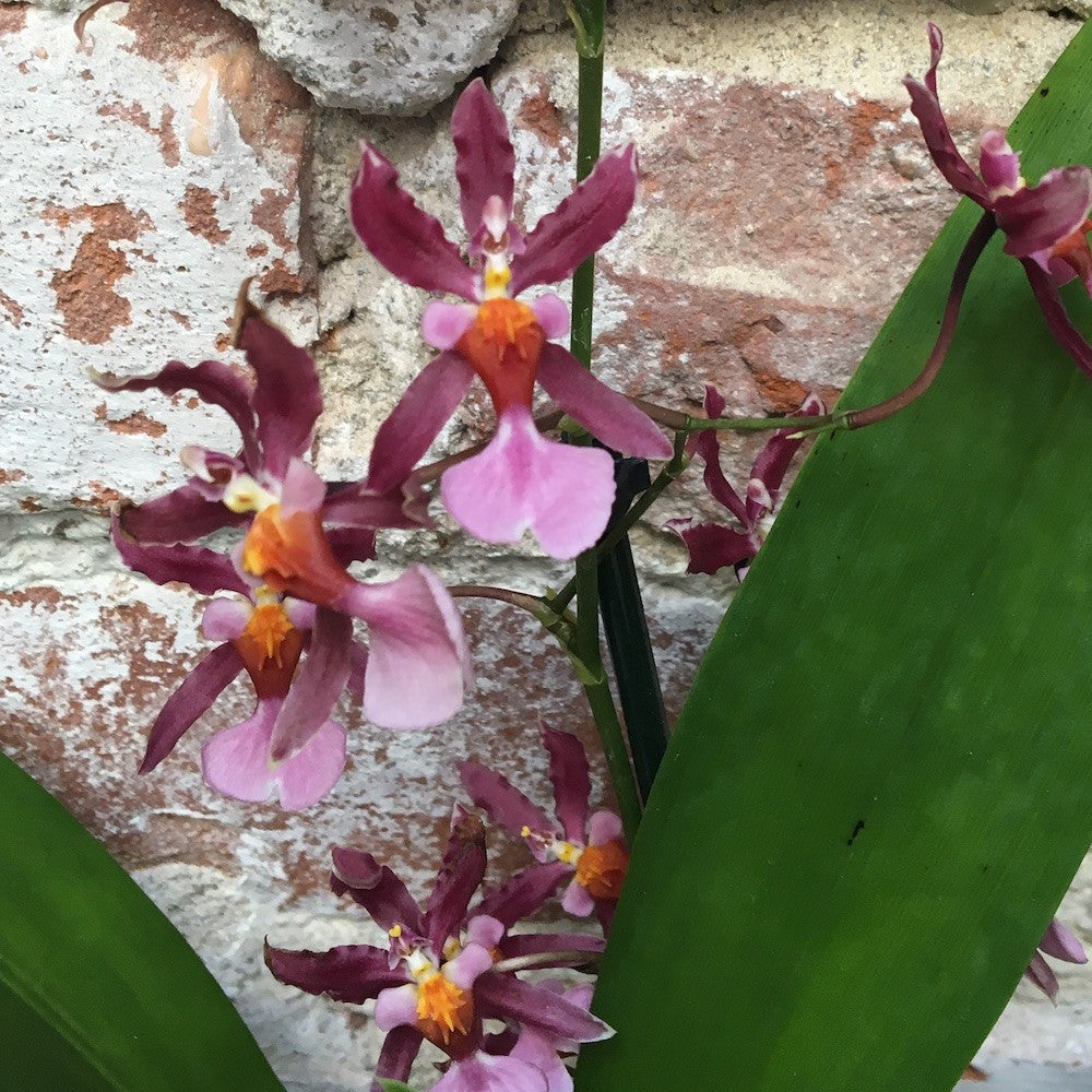 Orhidee Oncidium Katrin Zoch - parfum dulce vanilie