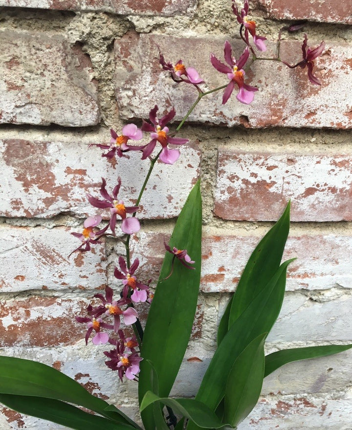 Orhidee Oncidium Katrin Zoch - parfum dulce vanilie