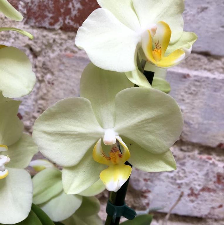 Cumpara orhidee Phalaenopsis multiflora cu flori verzi, cel mai bun pret online!