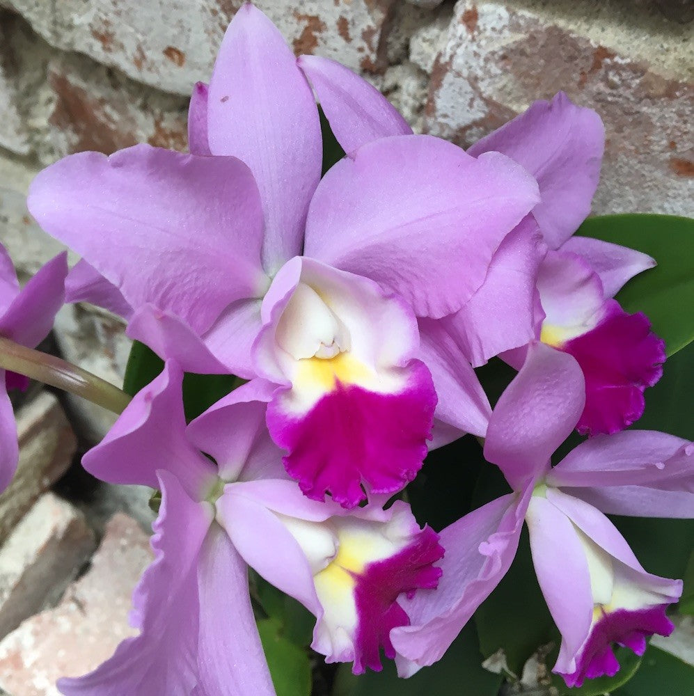 Comanda Orhidee Cattleya lila la pret imbatabil cu livrare rapida!