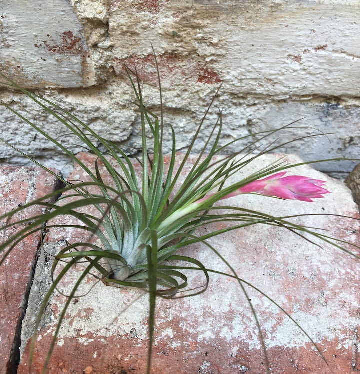 Comanda Planta aeriana Tillandsia Aeranthos - pret online imbatabil!