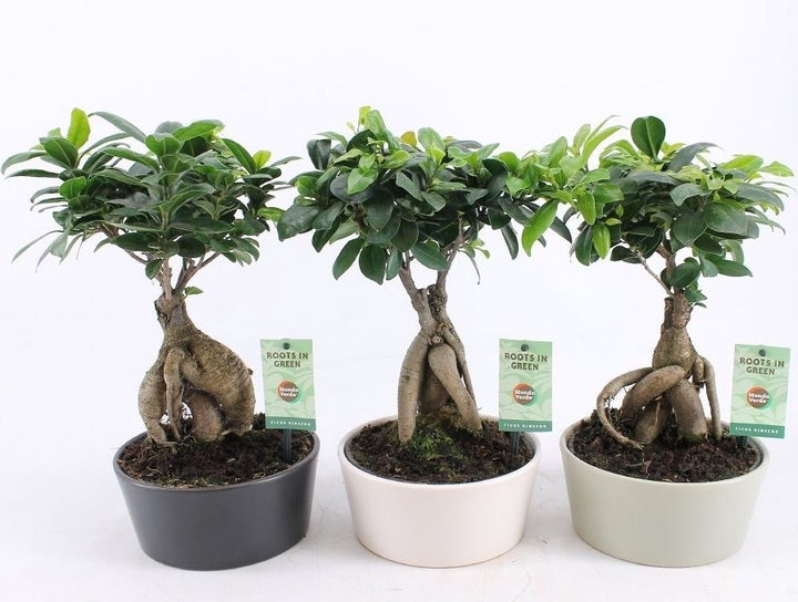 Bonsai Ficus Ginseng de vanzare, pret imbatabil si livrare oriunde in tara!