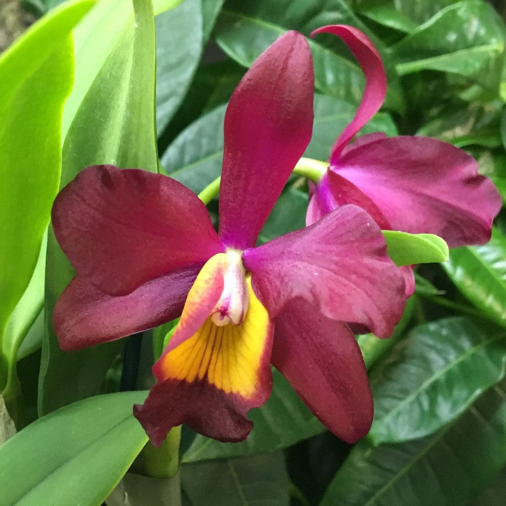 Orhidee Slc. Hsin Buu Lady "Y.T. Beauty" x L. Sincorana (color changing)