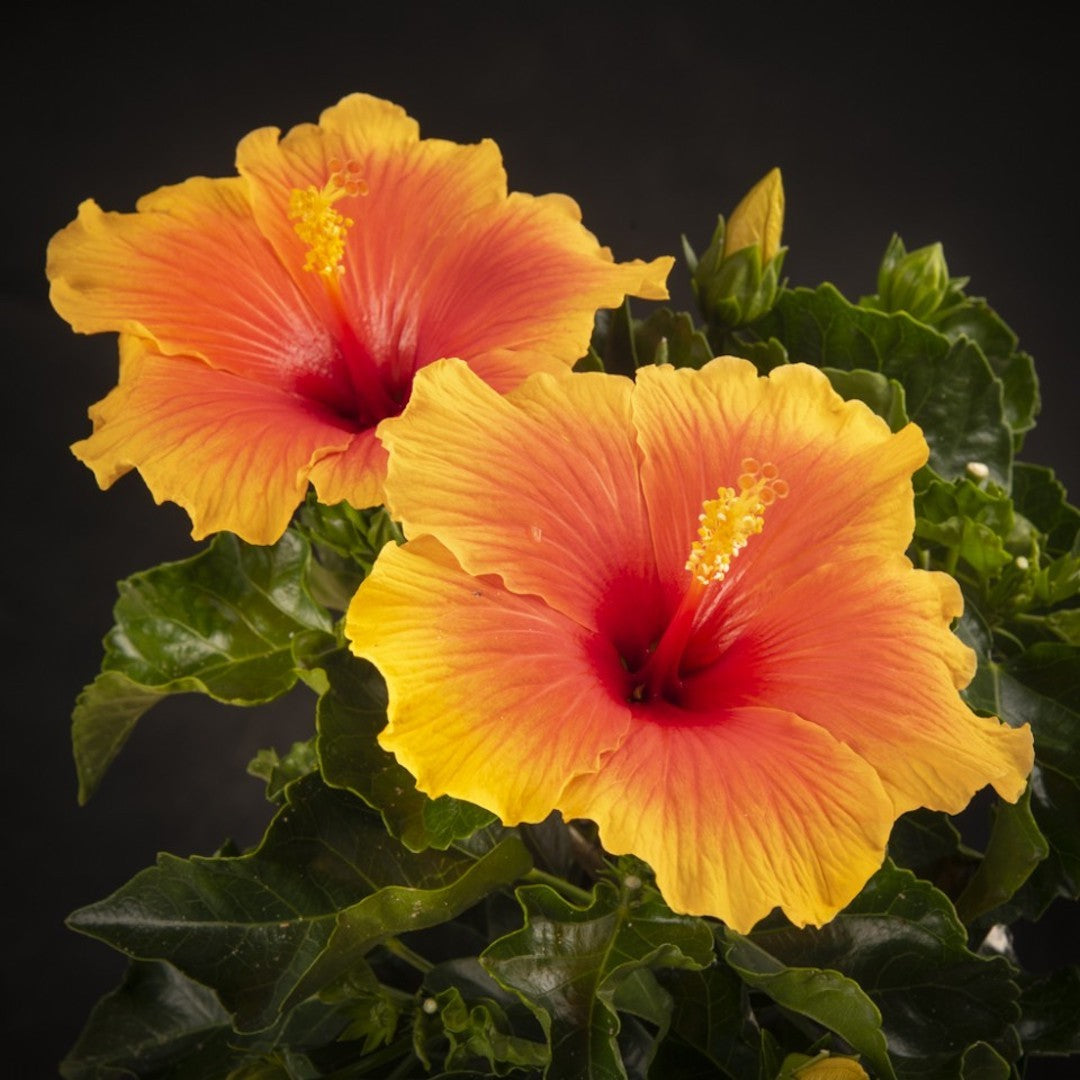Comanda online cei mai frumosi hibiscusi bicolori la cel mai bun pret!