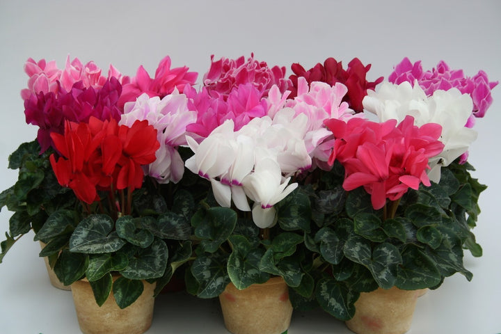 Cyclamen la ghiveci mix