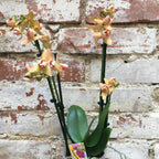 Orhidee Phalaenopsis Yellow Boy, de vanzare la pret special!
