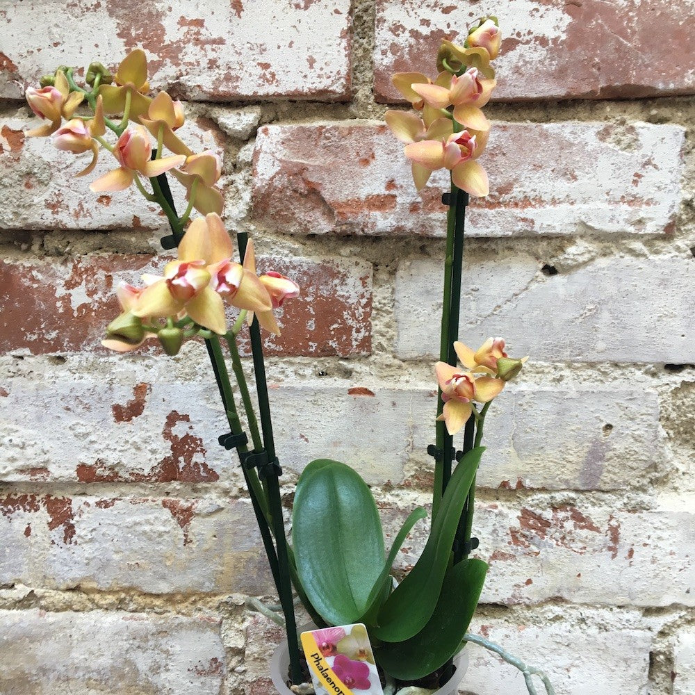 Orhidee Phalaenopsis Yellow Boy, de vanzare la pret special!