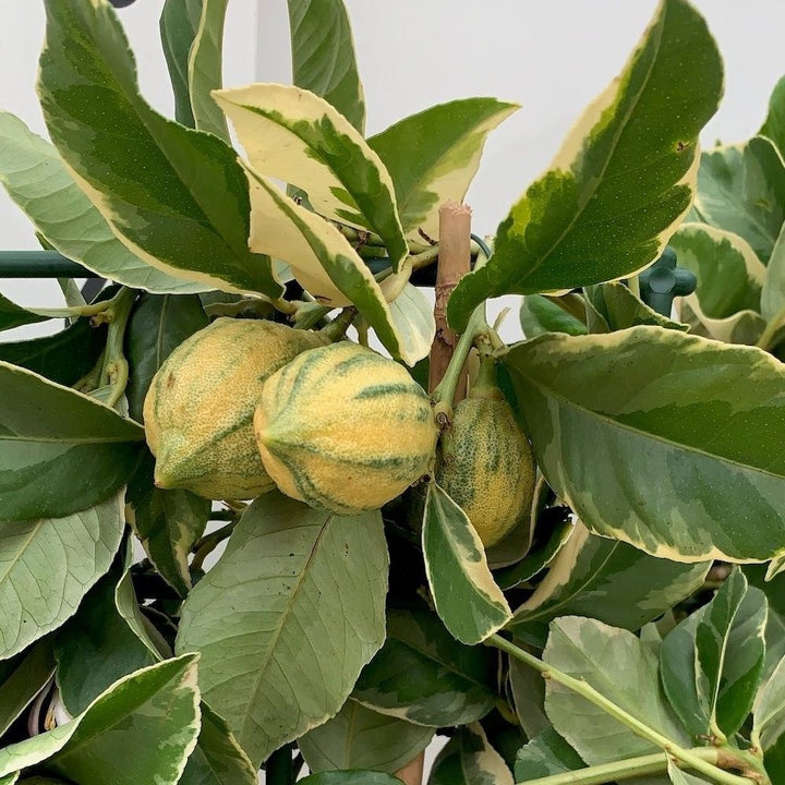 Lamai Meyer cu frunze si fructe variegate - Citrus 'Meyer Variegata'