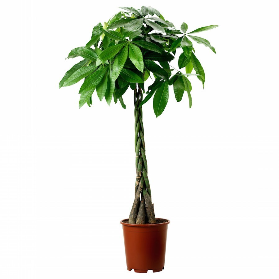 Pachira - Arborele Banilor, castanul malabar, la cel mai bun pret online!