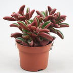 Peperomia graveolens - Ruby glow