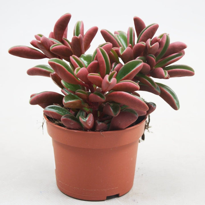 Peperomia graveolens - Ruby glow