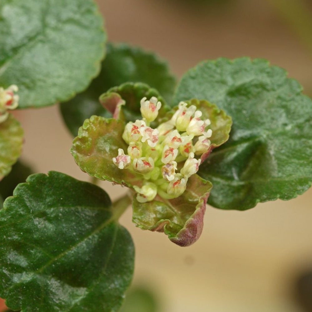 Pilea depressa - Baby Tears