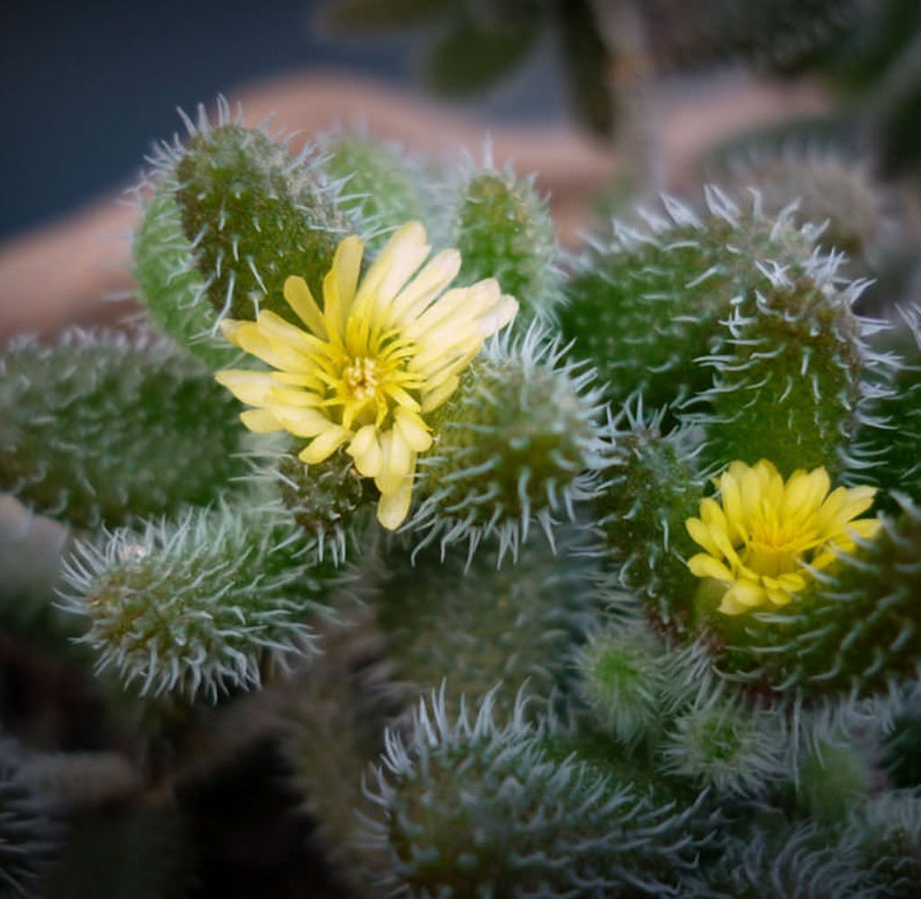Delosperma Echinatum (Pianta Cetriolo) - pianta con foglie pelose e fiori delicati