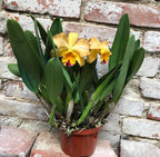 Cumpara online Orhidee Sophrolaeliocattleya (Cattleya) Munekasu's Girl Splash la cel mai bun pret cu livrare rapida!