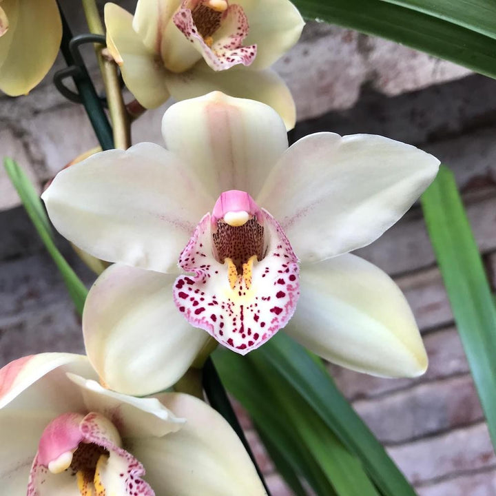 Cumpara Orhidee Cymbidium alb Summer Magic, la cel mai bun pret online!