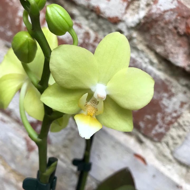 Orhidee Phalaenopsis galben Brother Stardust